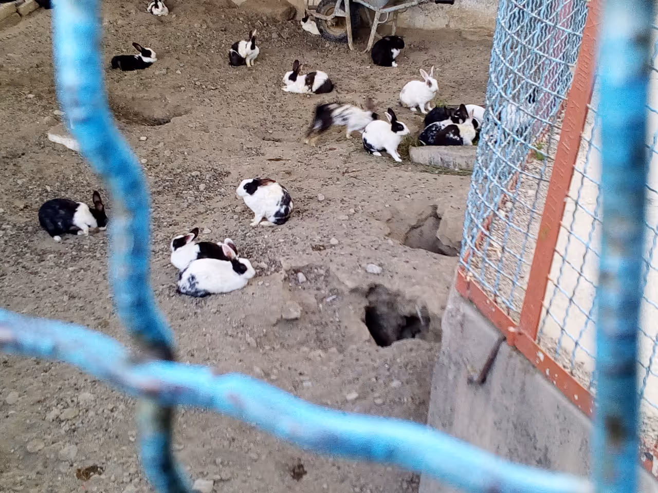 Zoo in Kabul
