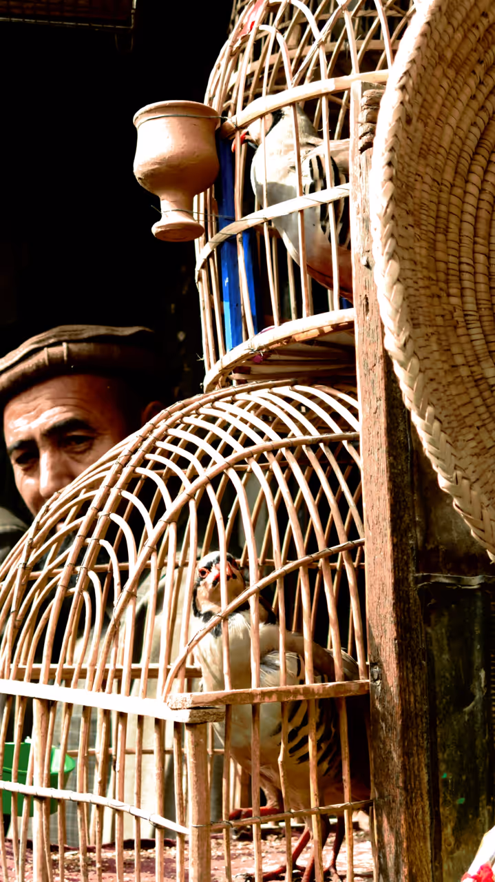 Ka foroshi bird market market in Kabul