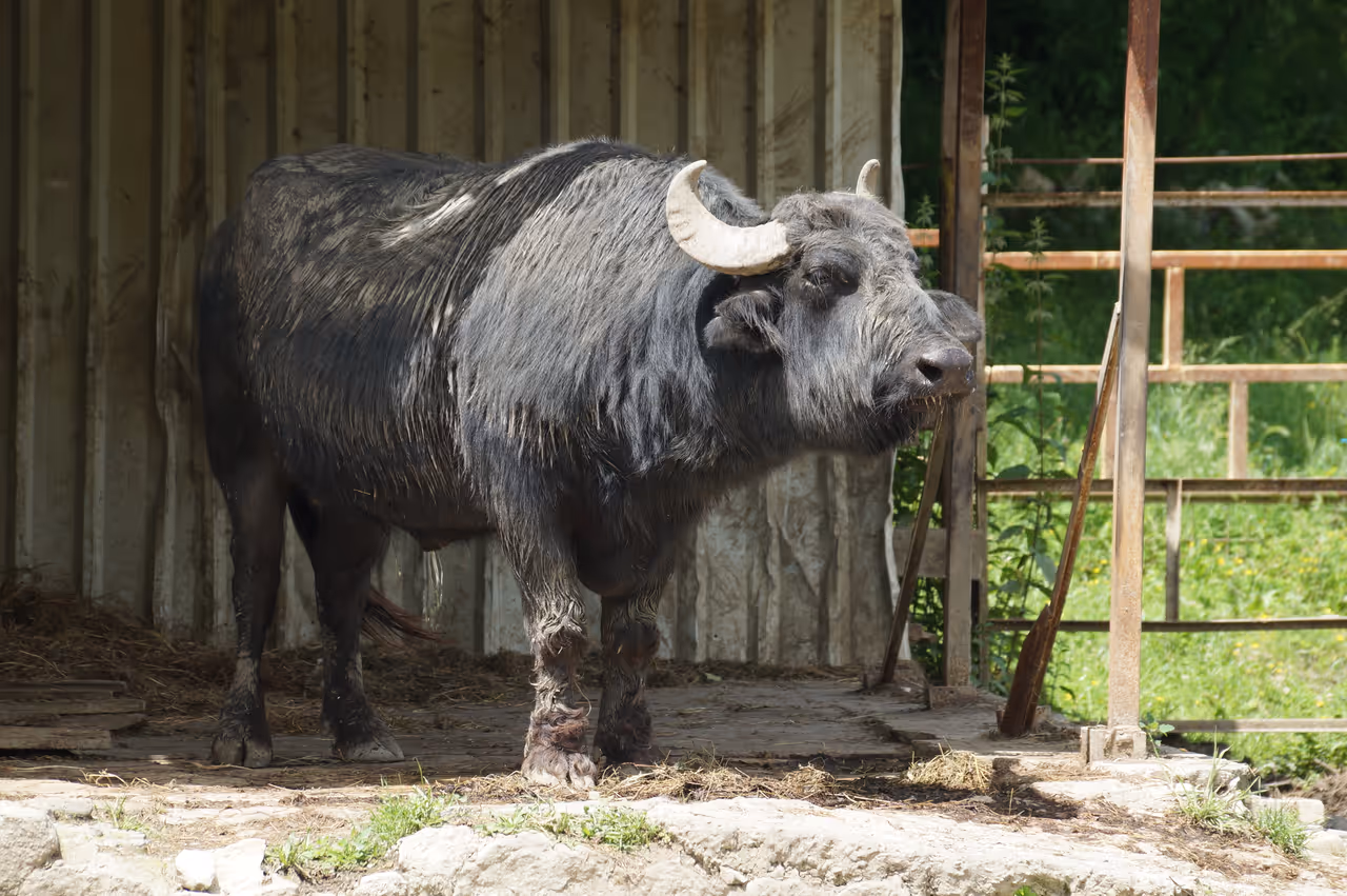 Zoo in Tirana