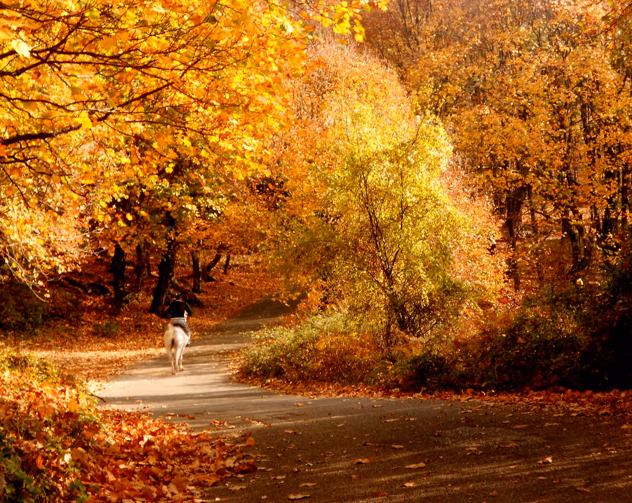 Autumn highlight in Tirana