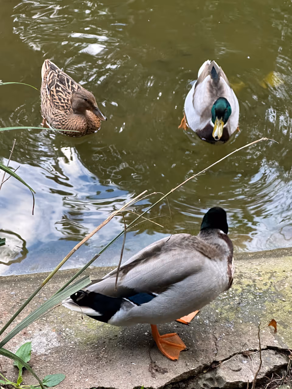 Explore the jardin d'essai du hamma in Algiers