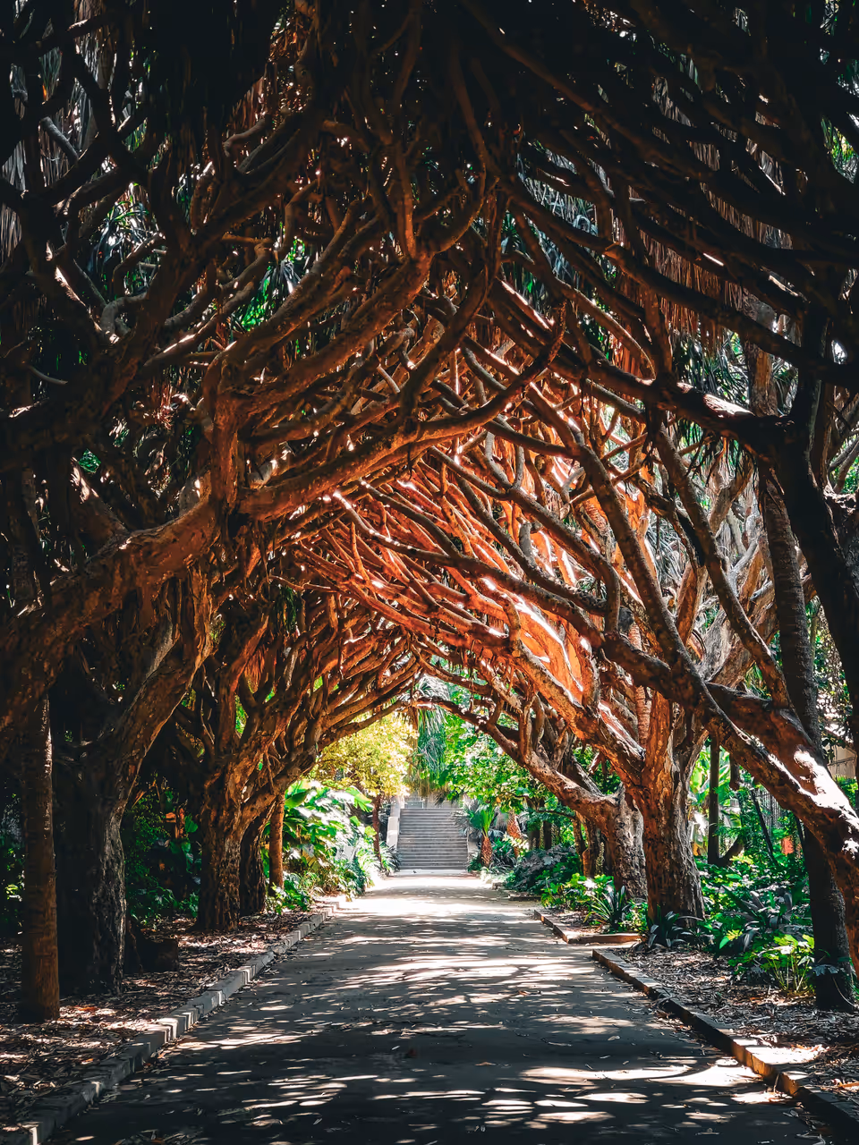 Explore the jardin d'essai du hamma in Algiers