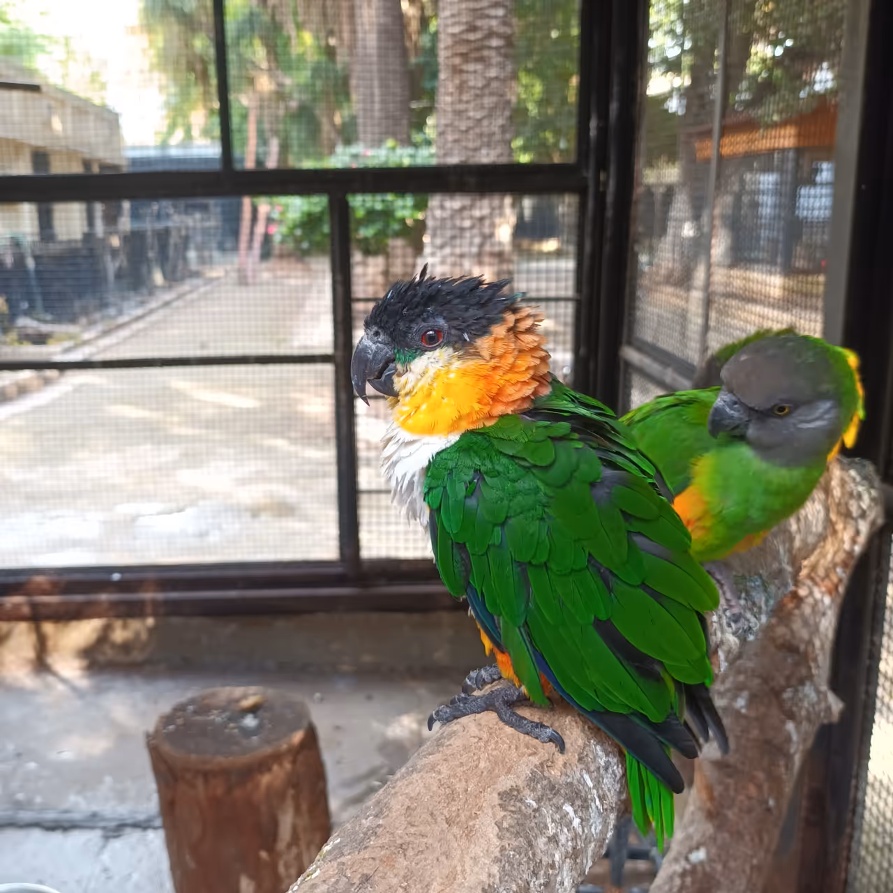 Black-headed parrot and Senegal parrot in captivity, Zoological Park of Algiers (Algeria)