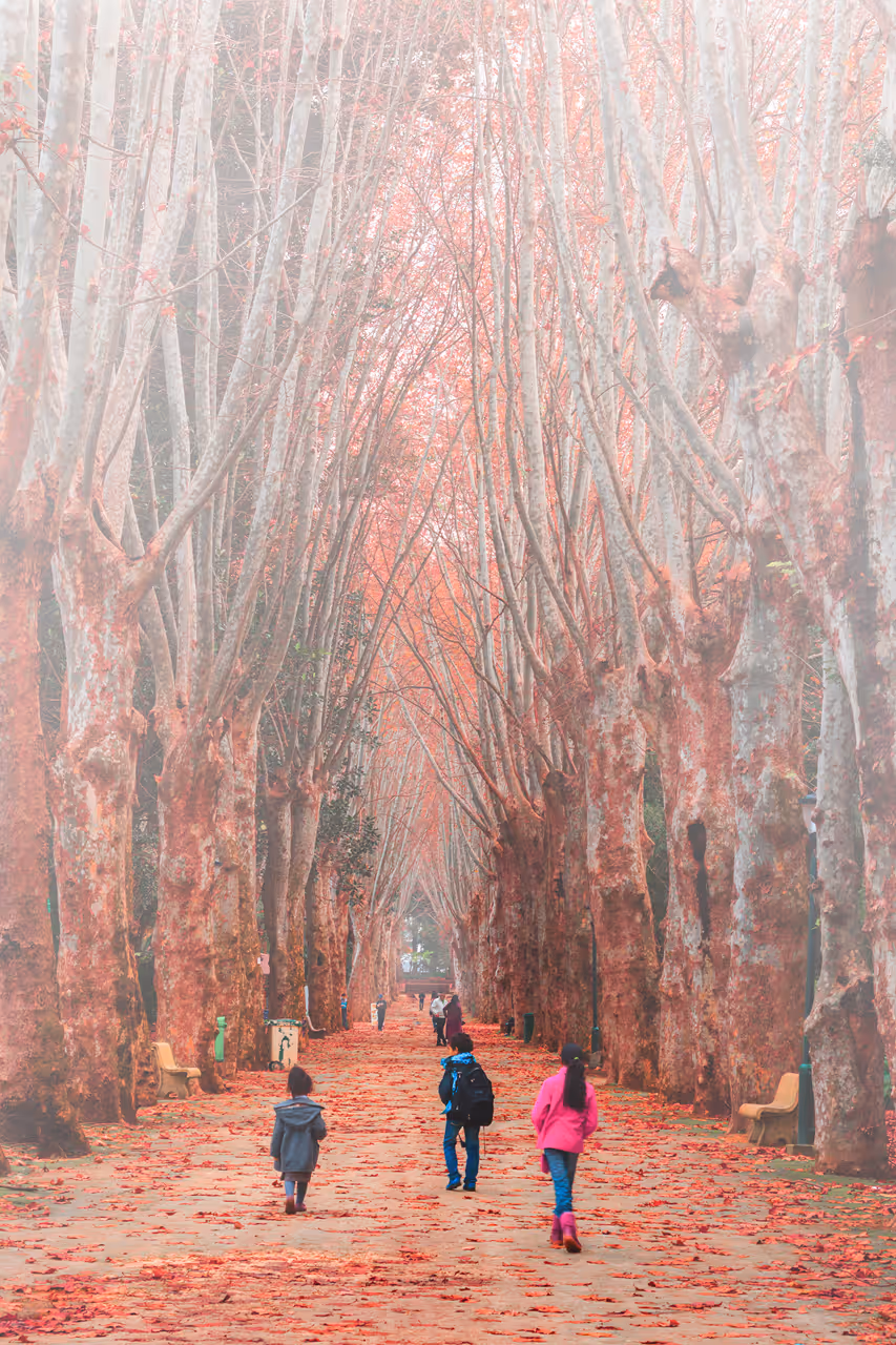 Autumn highlight in Algiers