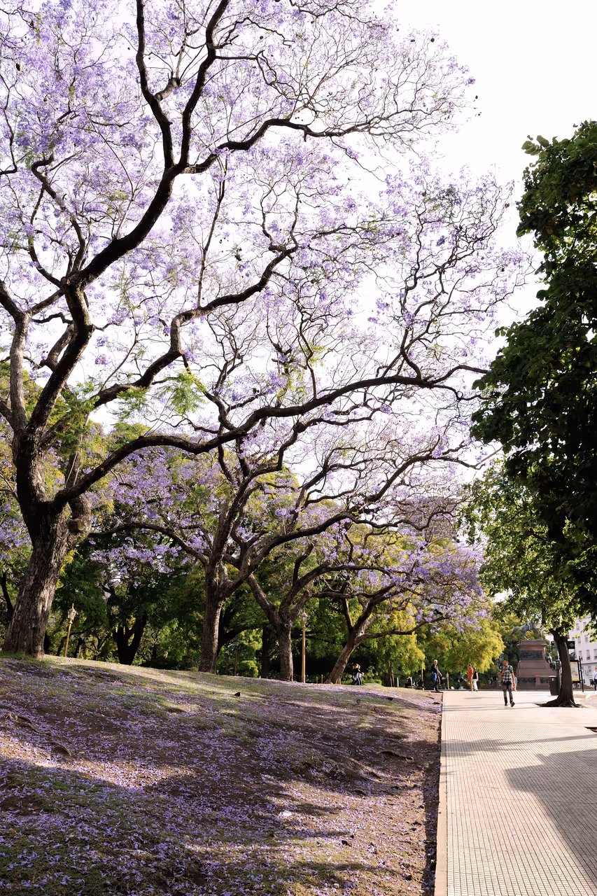 Plaza san martín in Buenos aires