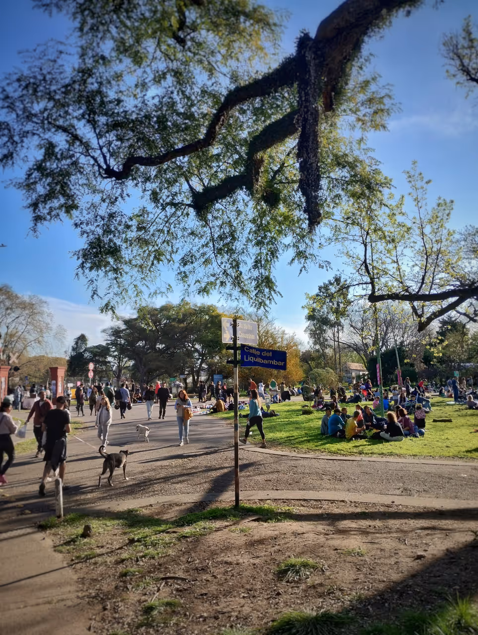 Autumn highlight in Buenos aires