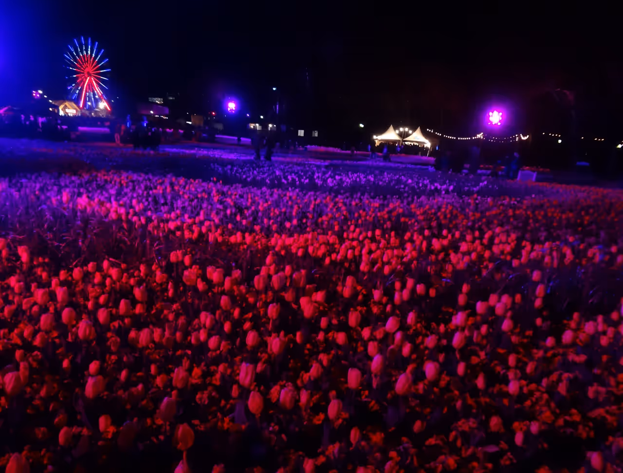 Massed tulips under lights at Canberra Floriade