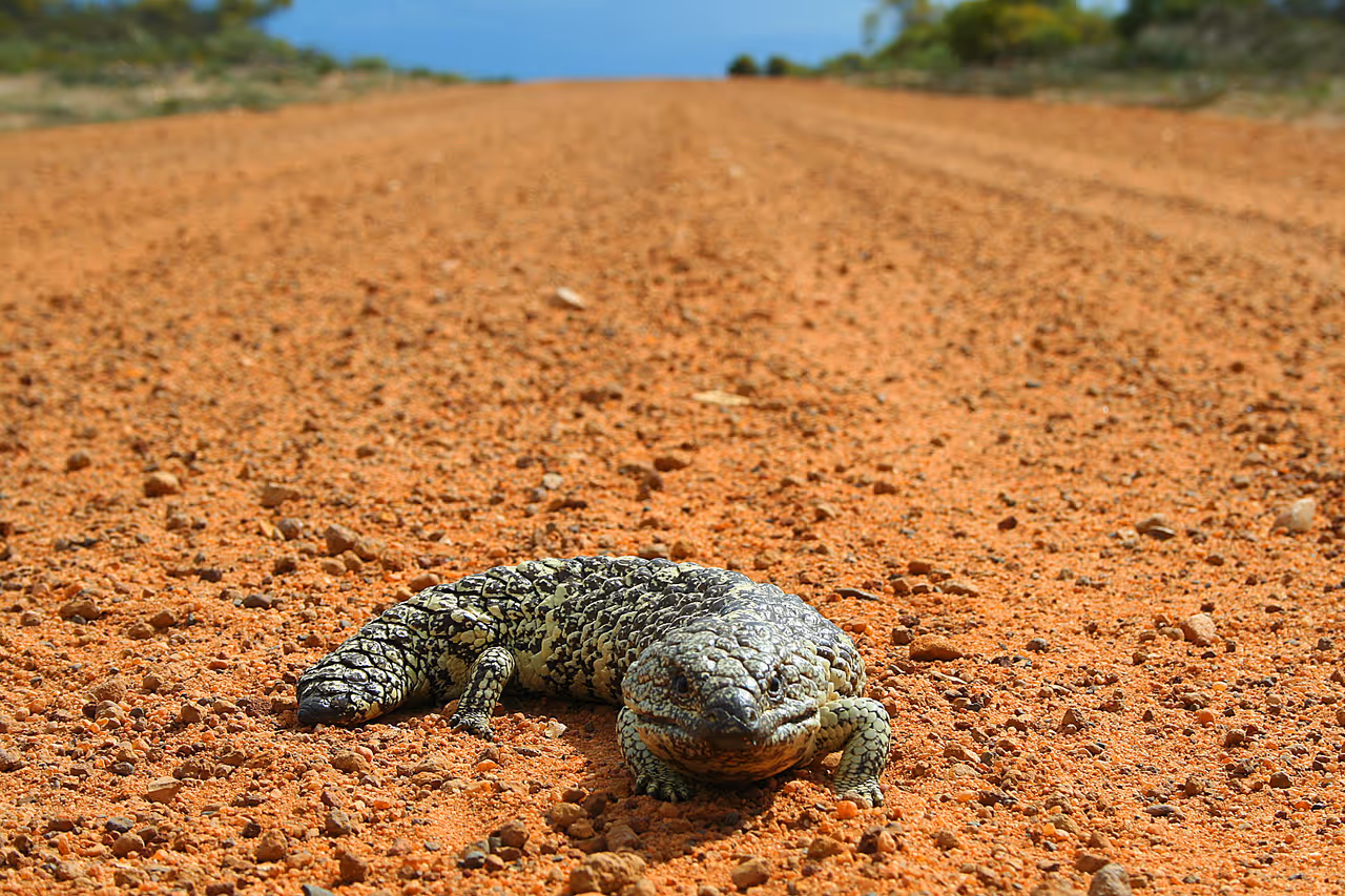 Reptile zoo in Canberra