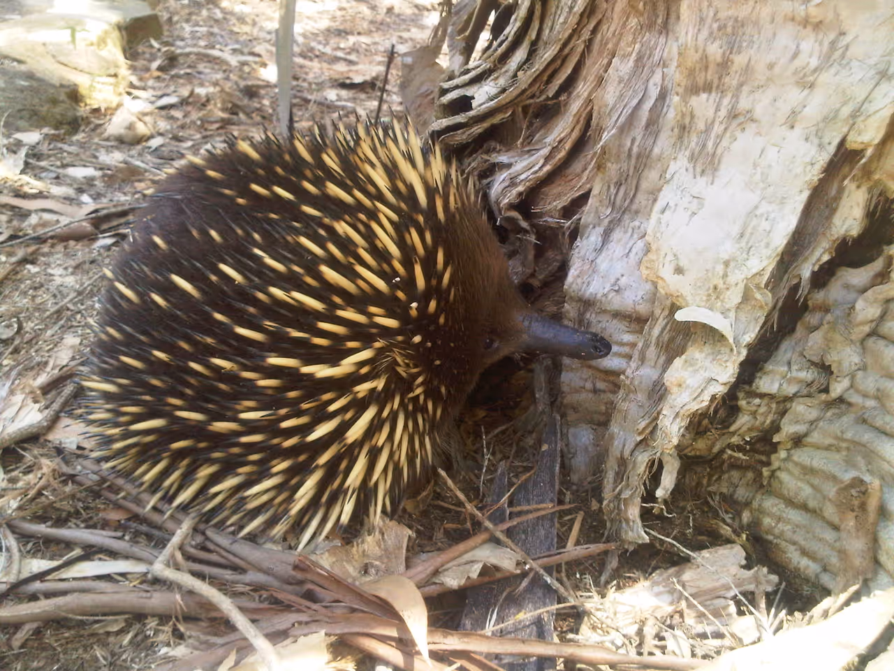 Tachyglossus aculeatus in national botanic gardens in Canberra
