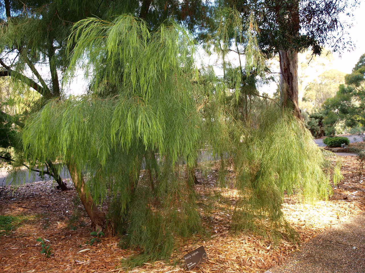 Acacia cognata in Australian National Botanic Gardens in Canberra