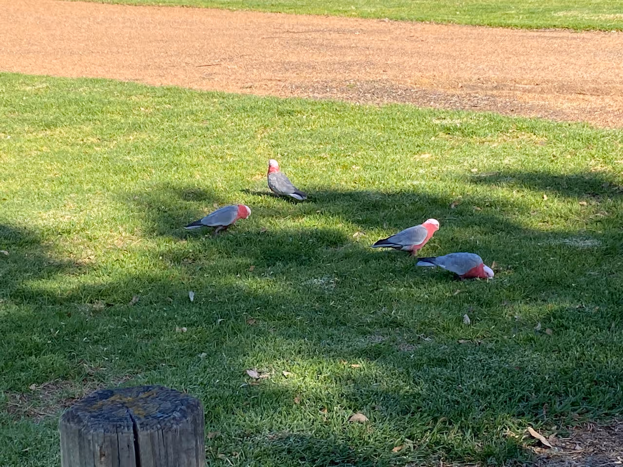 Commonwealth park in Canberra