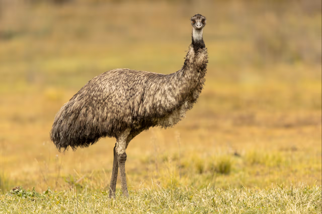Discover tidbinbilla nature reserve in Canberra