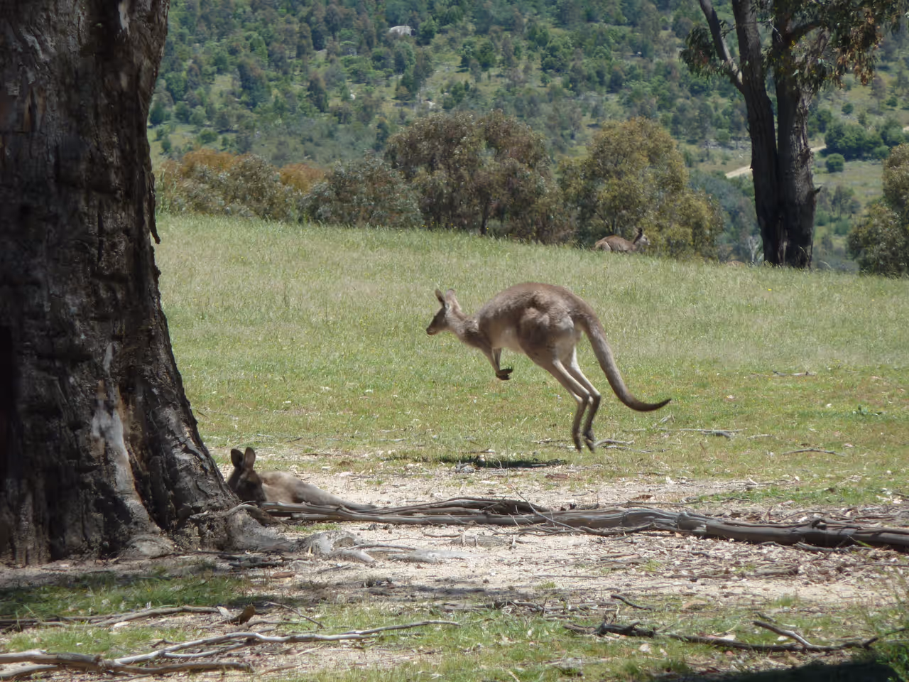 Discover tidbinbilla nature reserve in Canberra