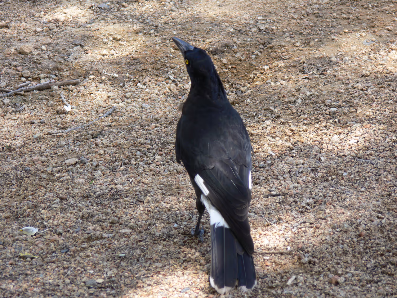 Pied currawong in Weston park in Canberra