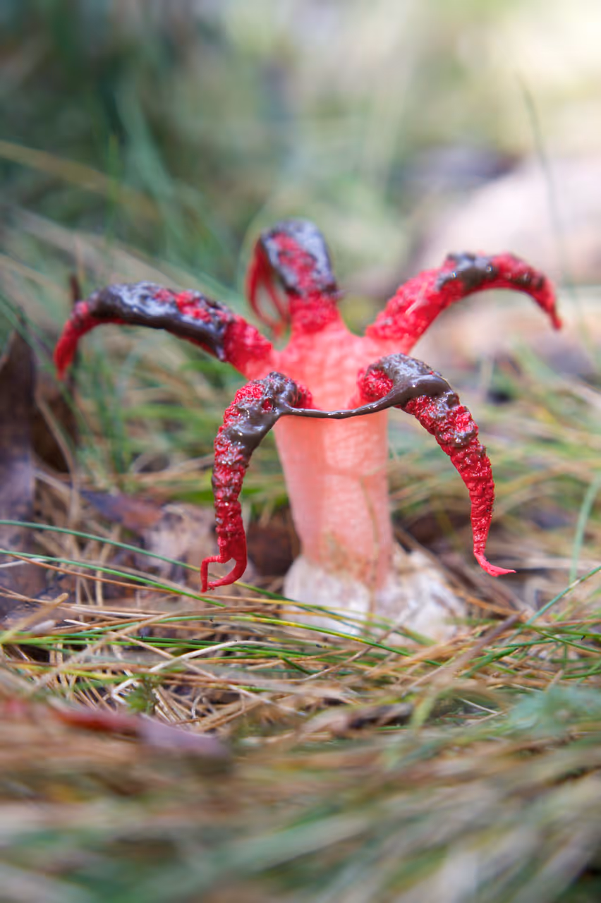 Fungus in namadgi national park in Canberra