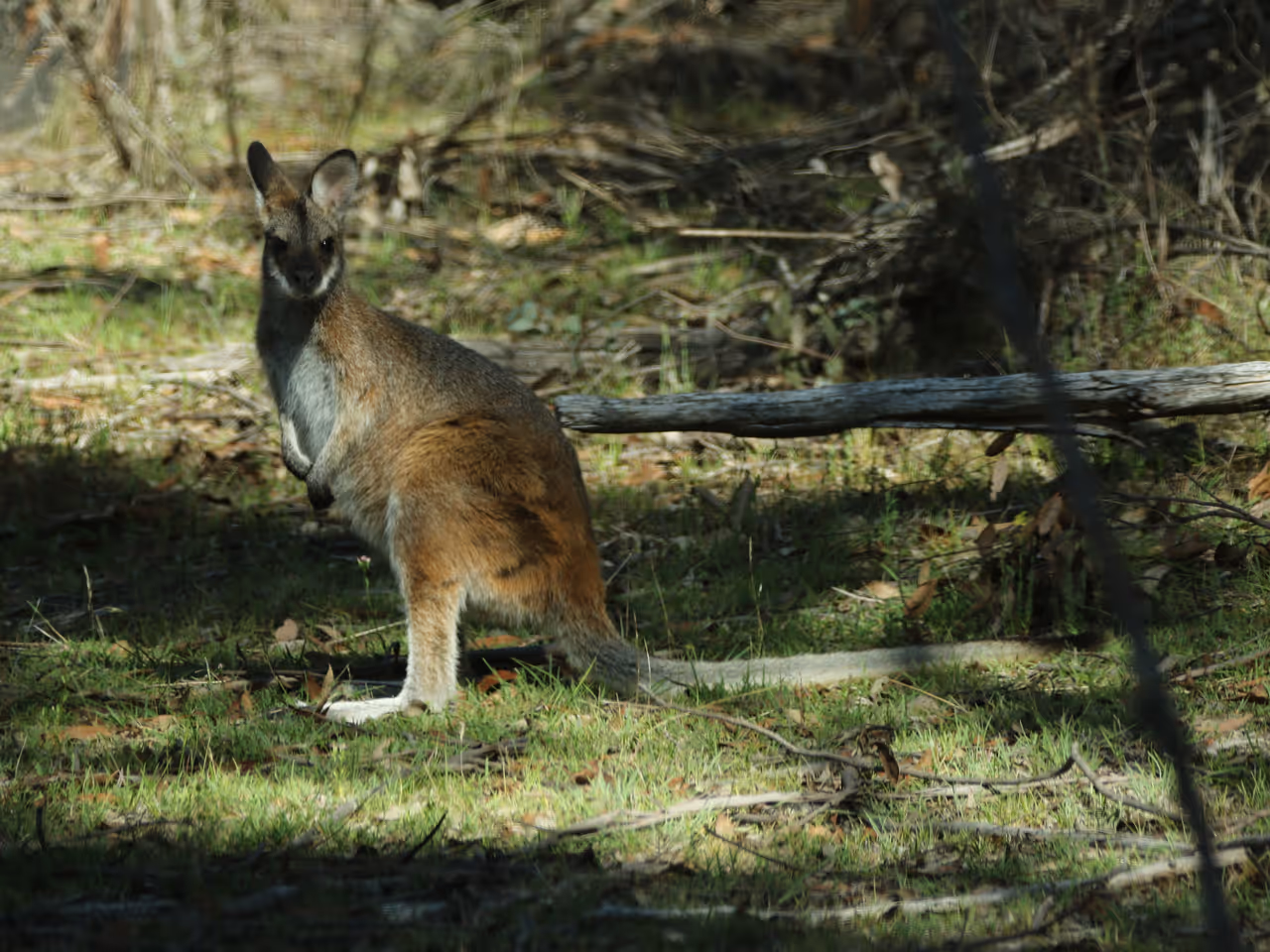 Macropus rufogriseus in namadgi national park in Canberra