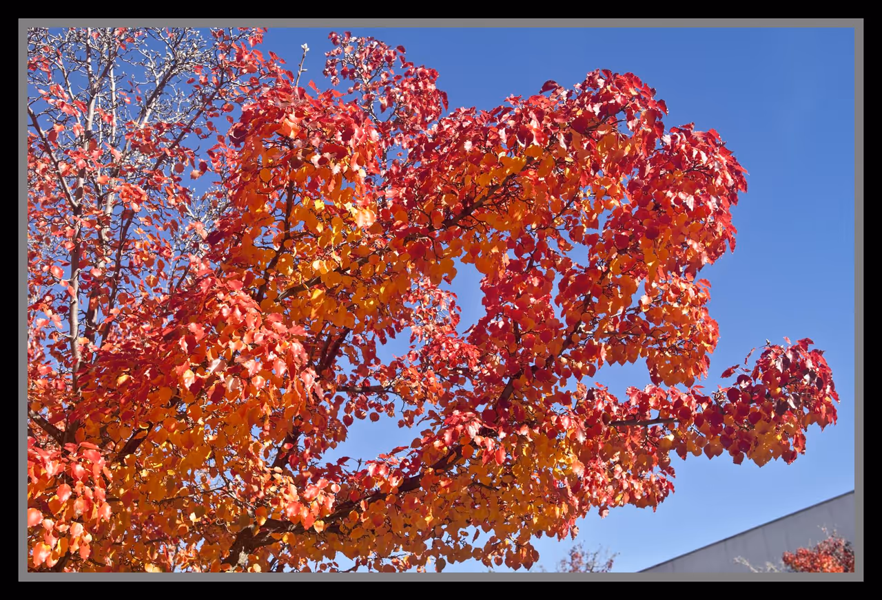 Autumn Leaves begin to fall in Canberra