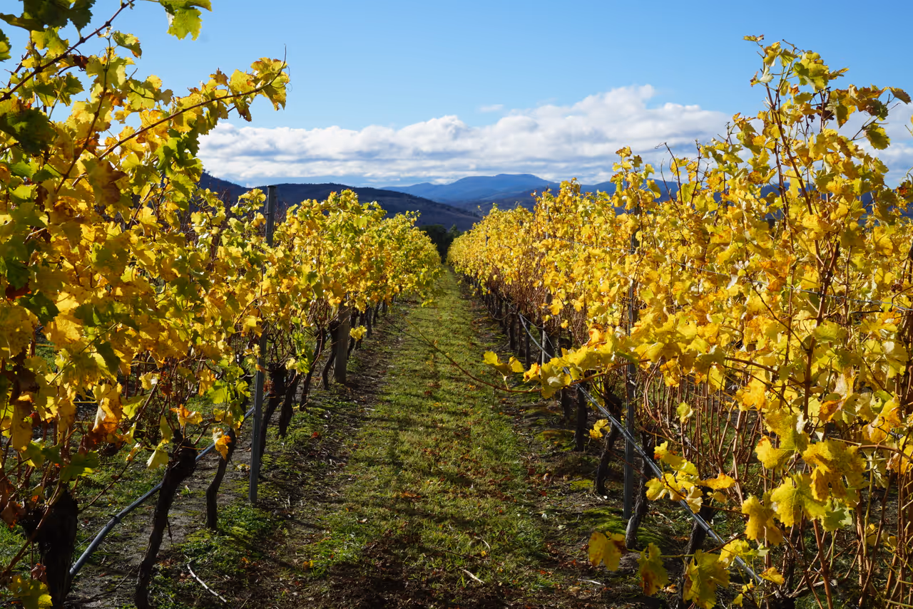 South Winery, Hobart