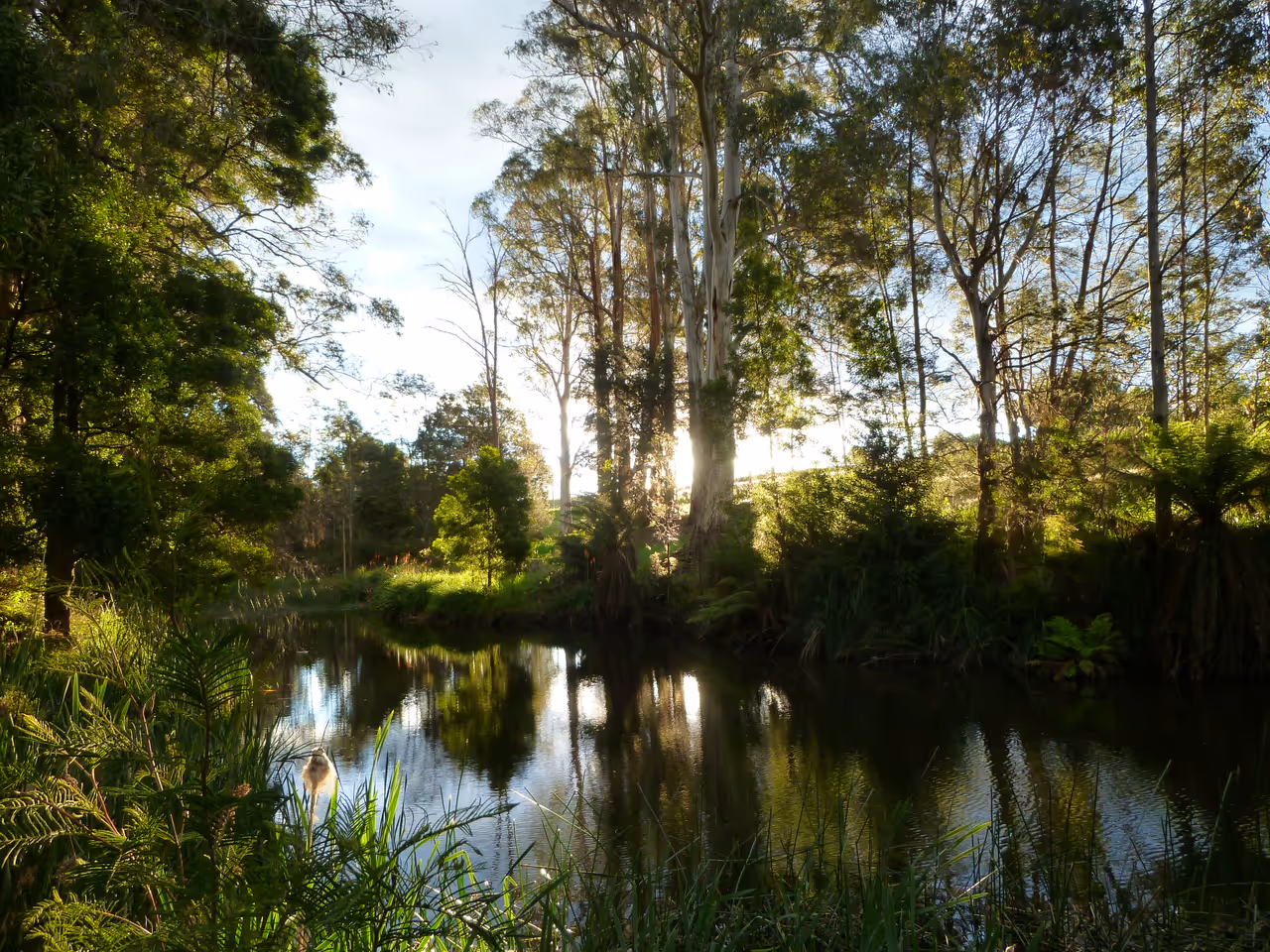 Spot an urban platypus in Hobart