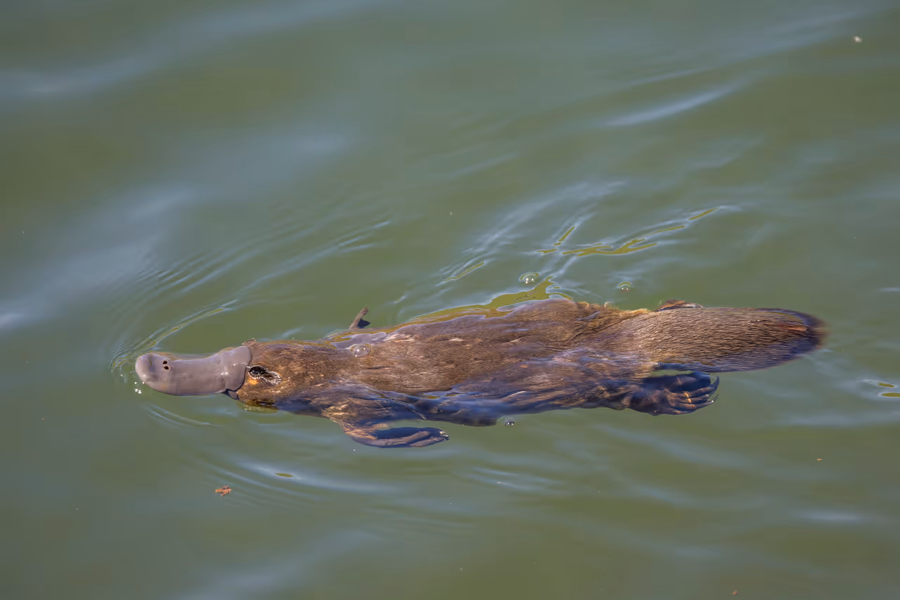 Spot an urban platypus in Hobart