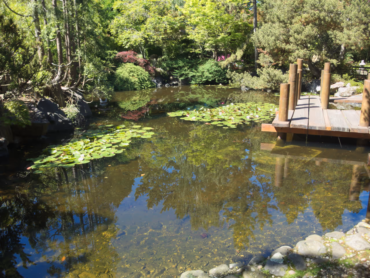Royal tasmanian botanical gardens in Hobart