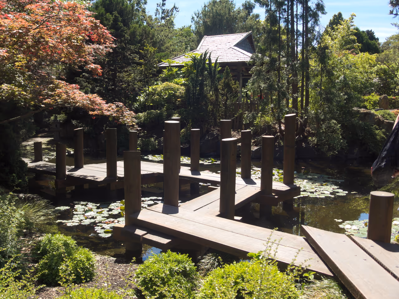 Royal tasmanian botanical gardens in Hobart