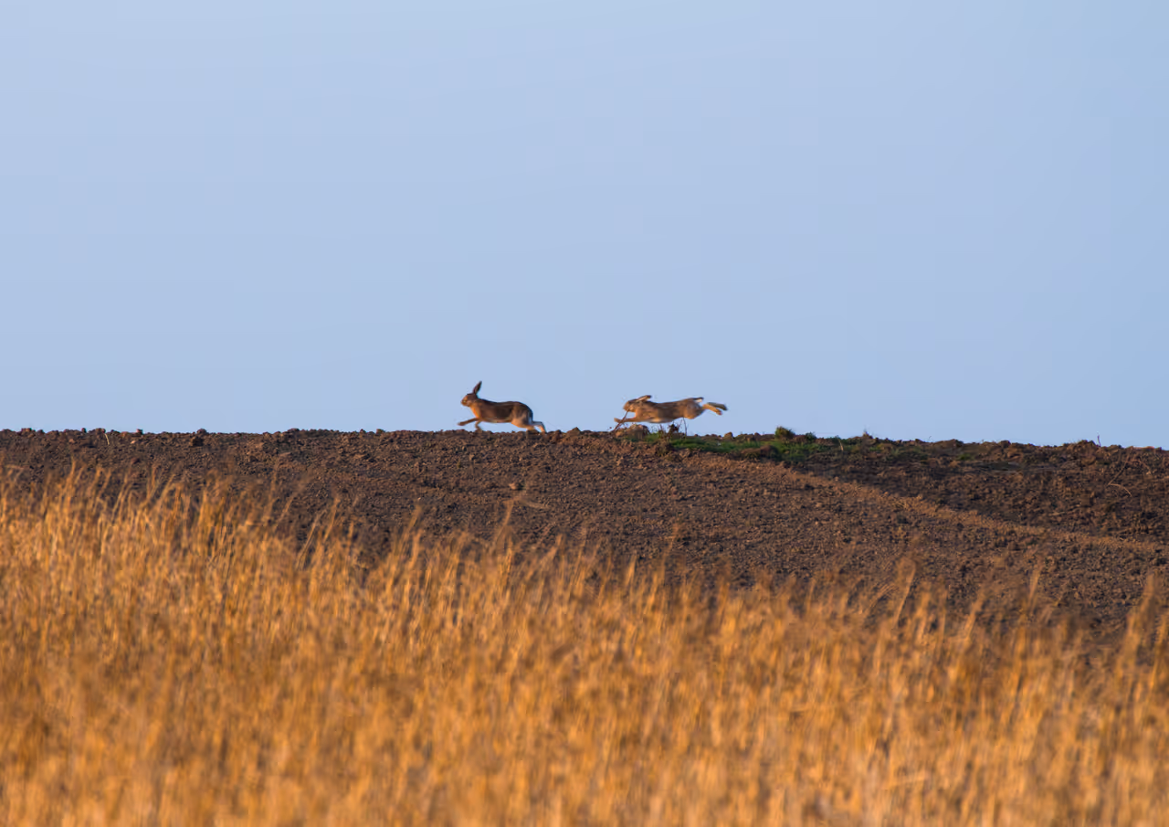 Nature of vienna, showing two rabbits