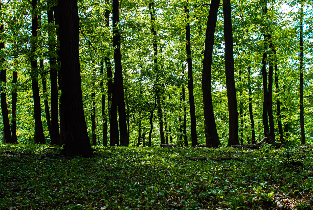 Lainzer tiergarten in Vienna