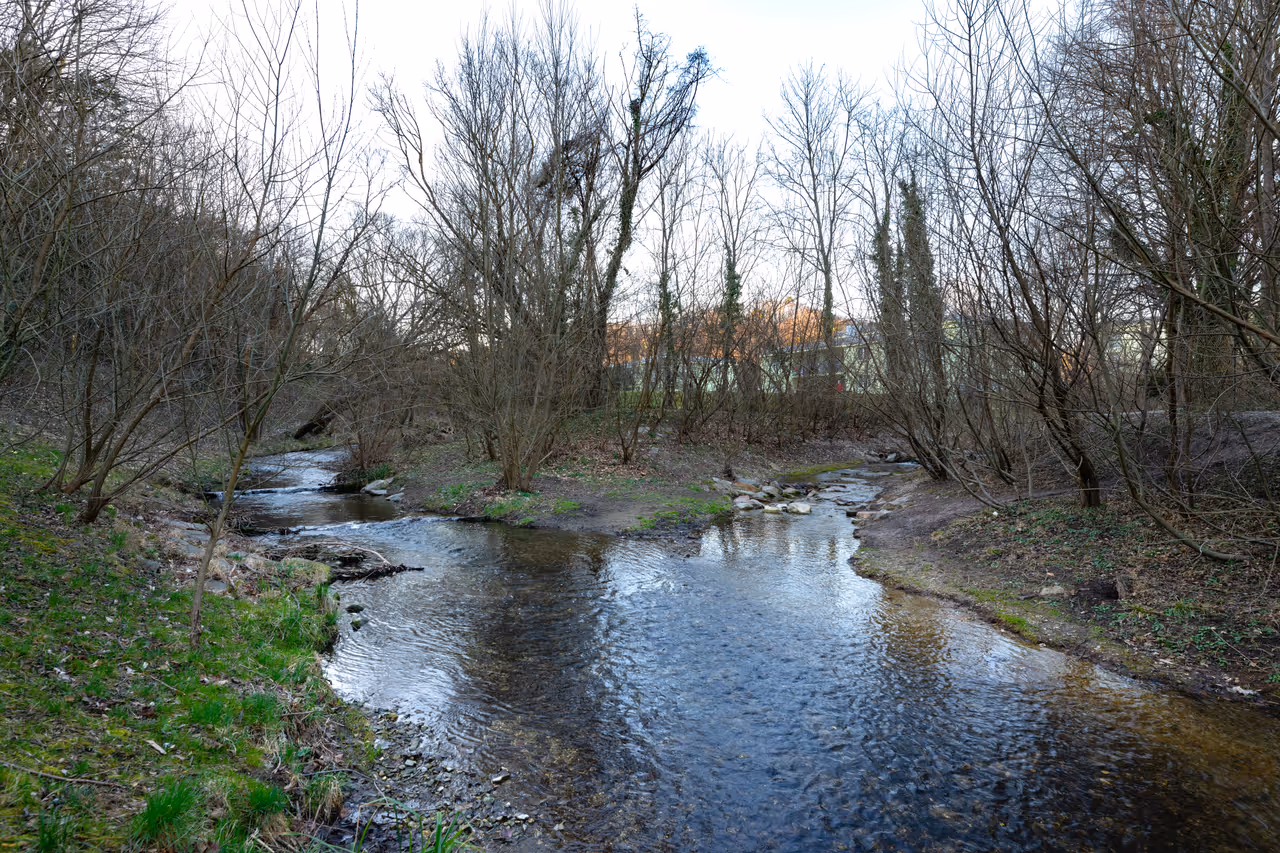 Lainzer tiergarten in Vienna