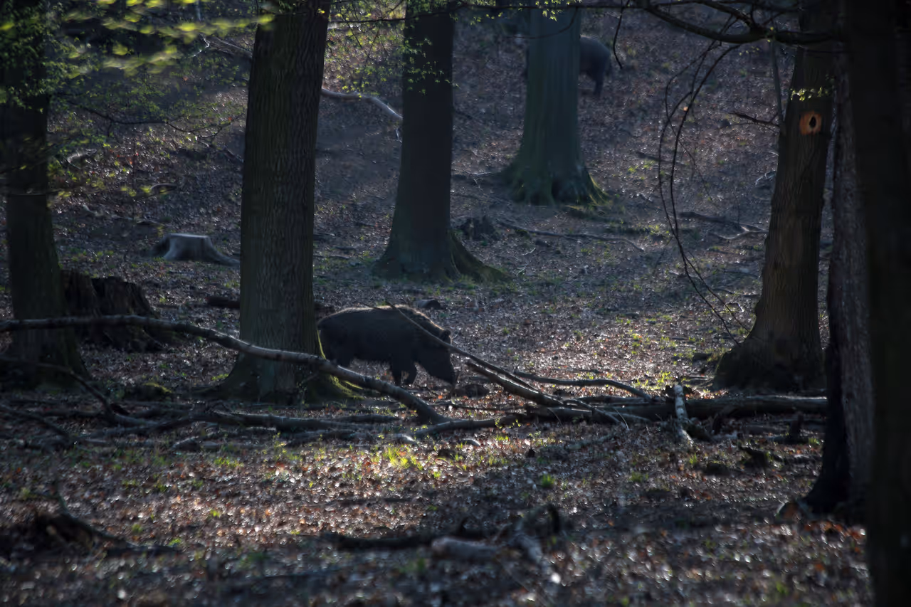 Lainzer tiergarten in Vienna