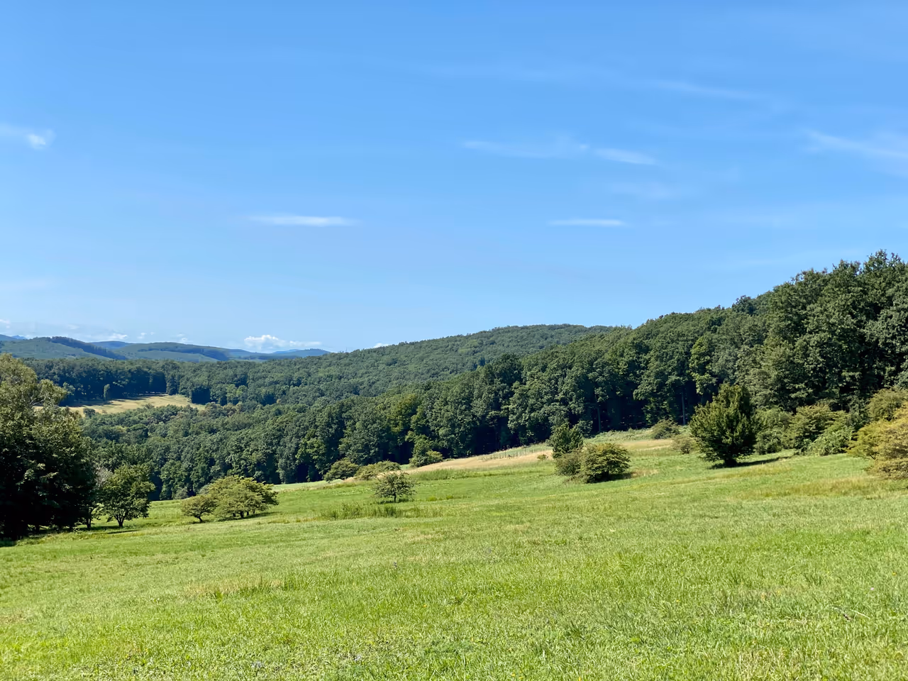 Lainzer tiergarten in Vienna