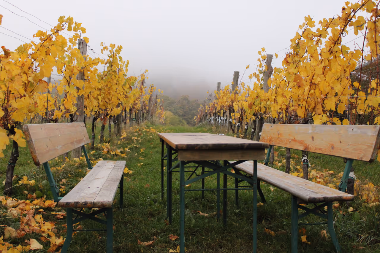 Autumn highlight in Vienna
