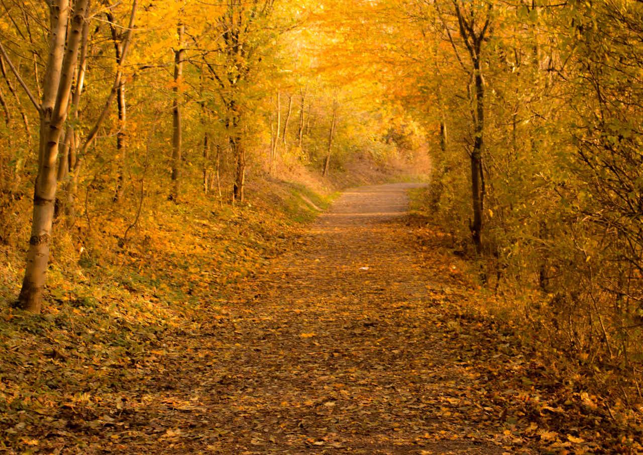 Autumn highlight in Vienna