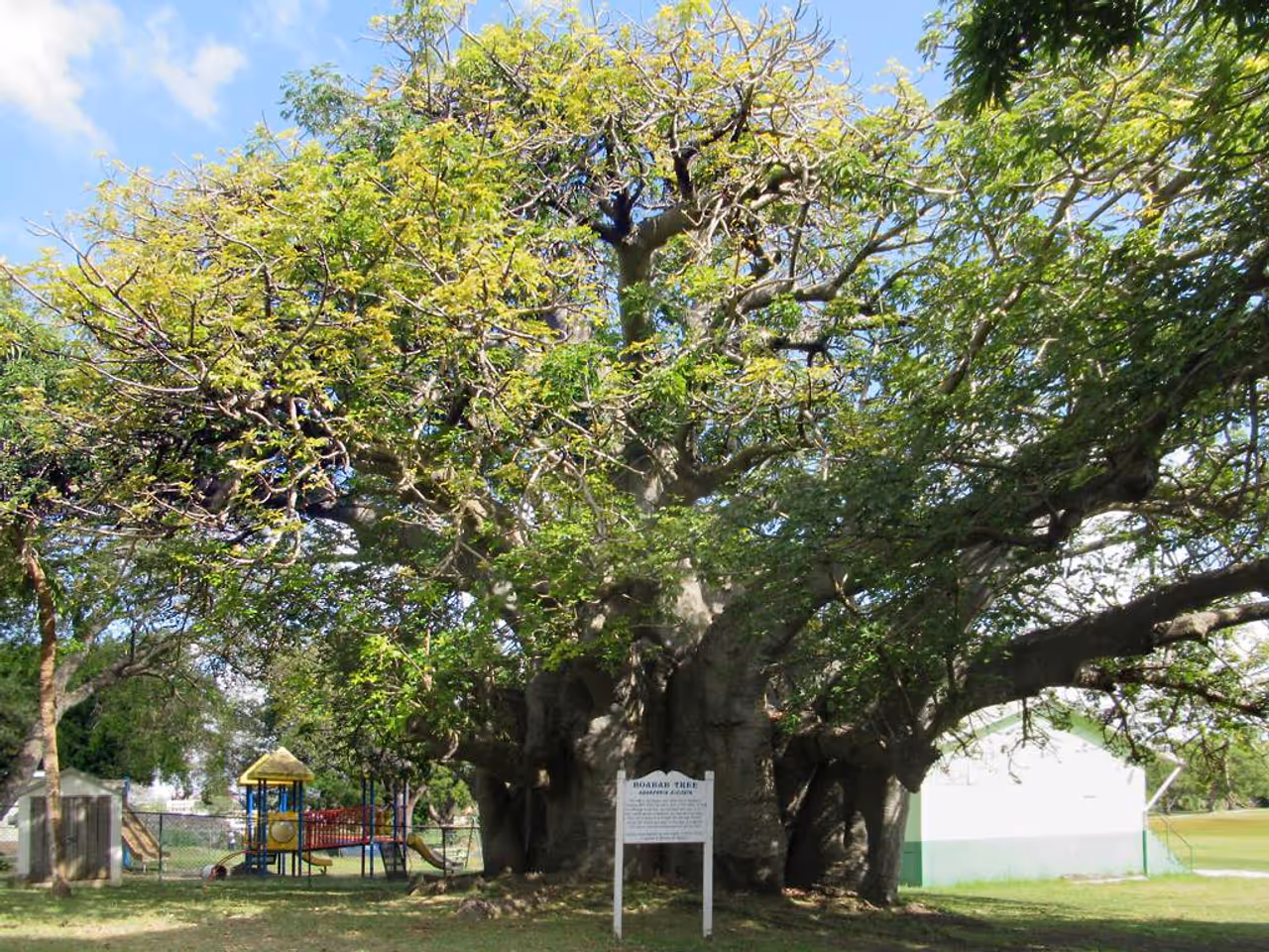 A huge baobab tree brought from Africa in 1738 is in Queen's Park, Bridgetown, Barbados, Eastern Caribbean.