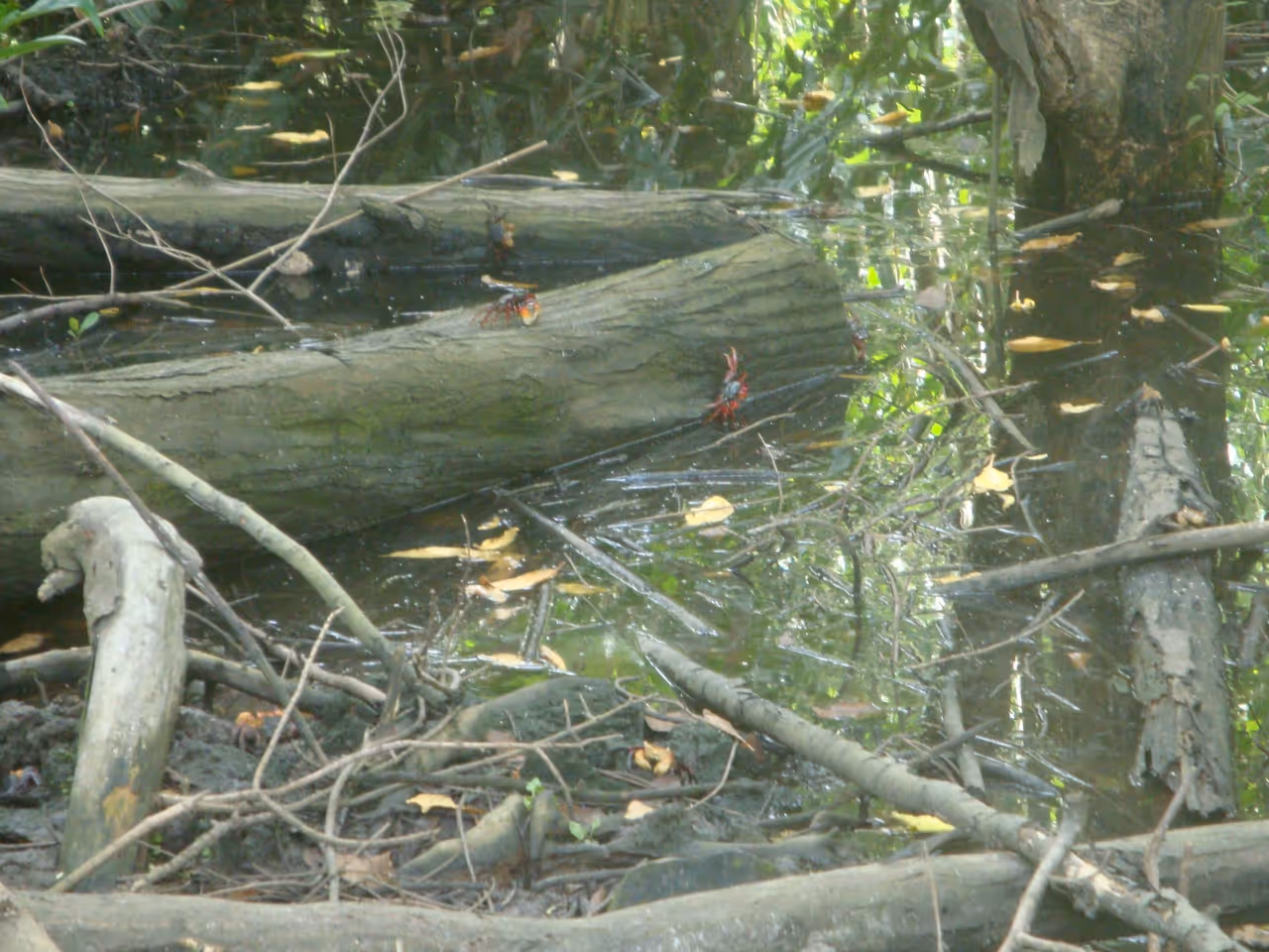 Ecological park trails cycling in Fortaleza