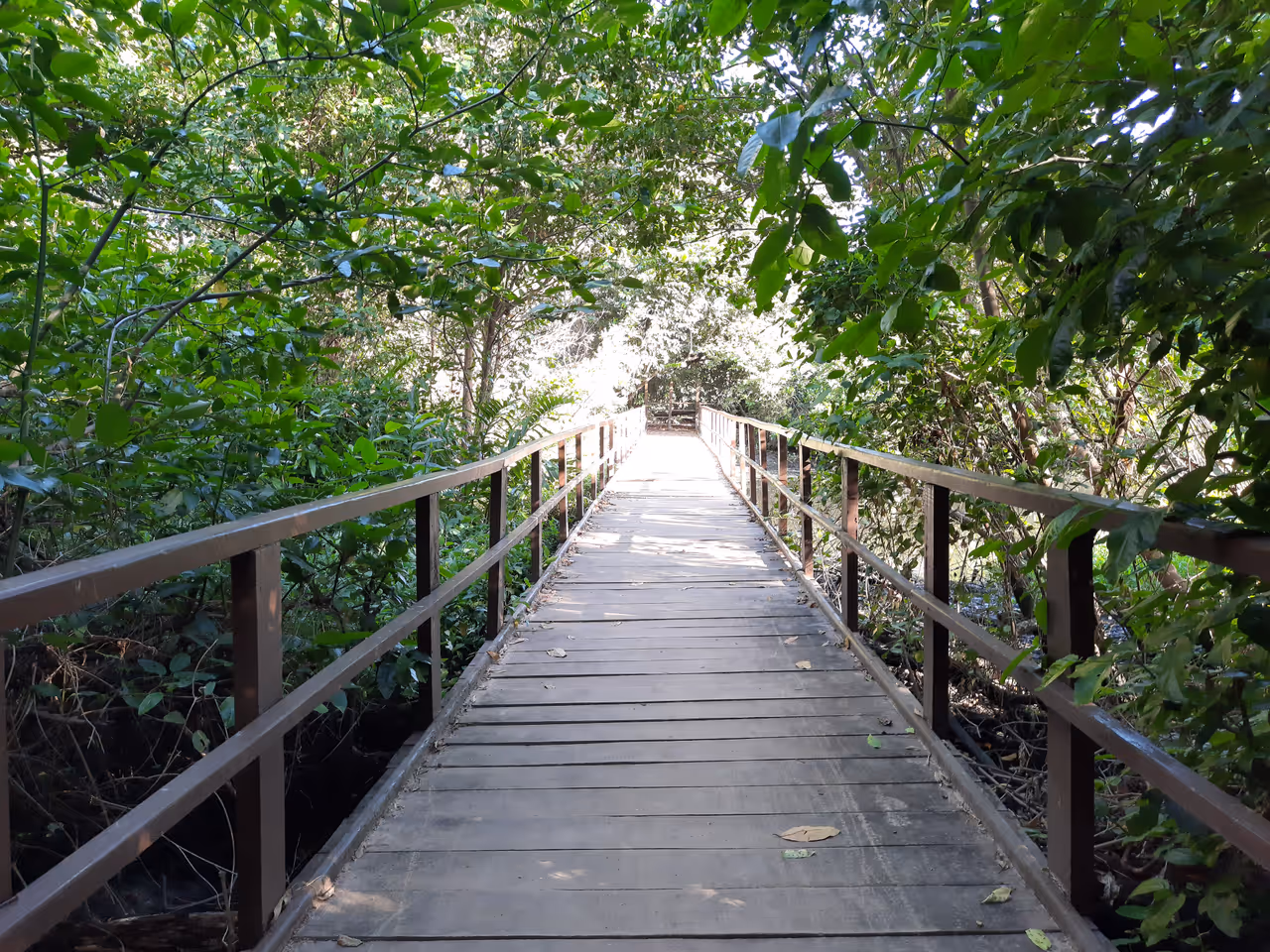 Ecological park trails cycling in Fortaleza