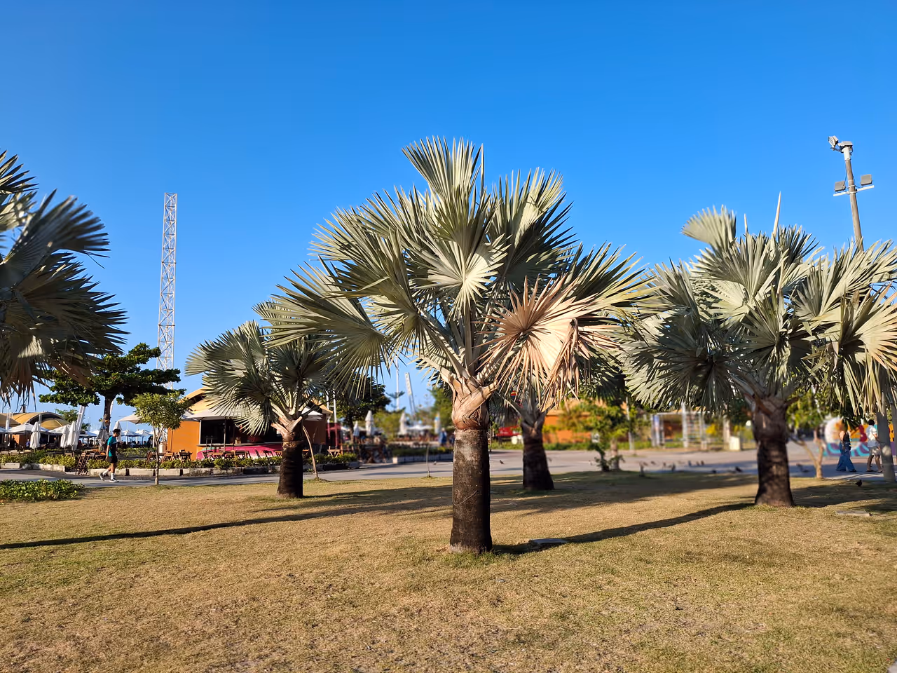 Walk the evening boardwalk free activity in Fortaleza