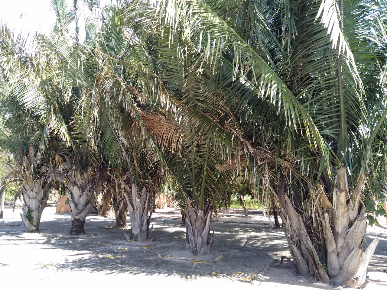 Maraponga lagoon ecological park in Fortaleza