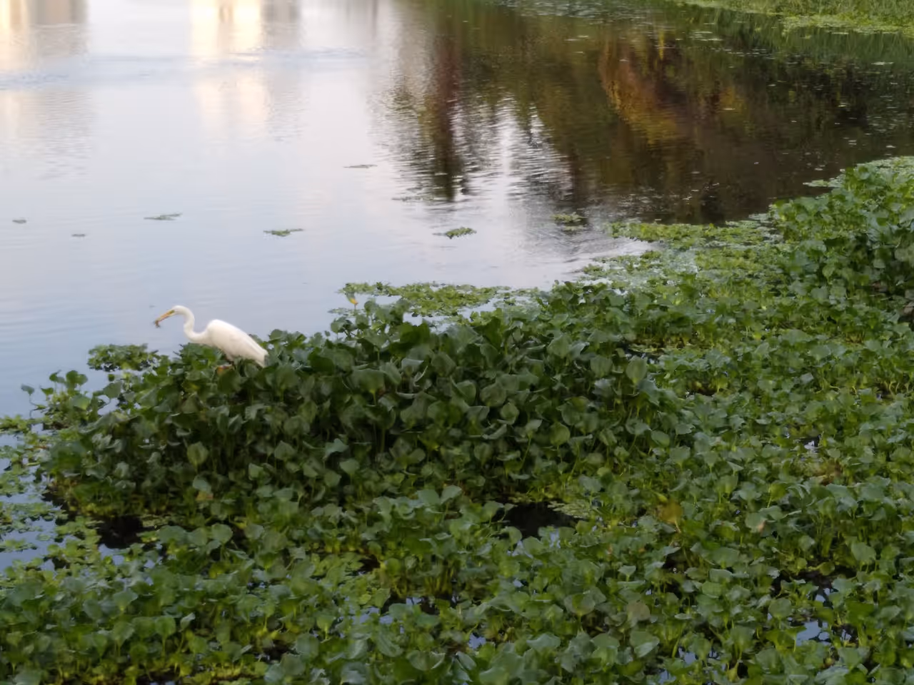 Maraponga lagoon ecological park in Fortaleza