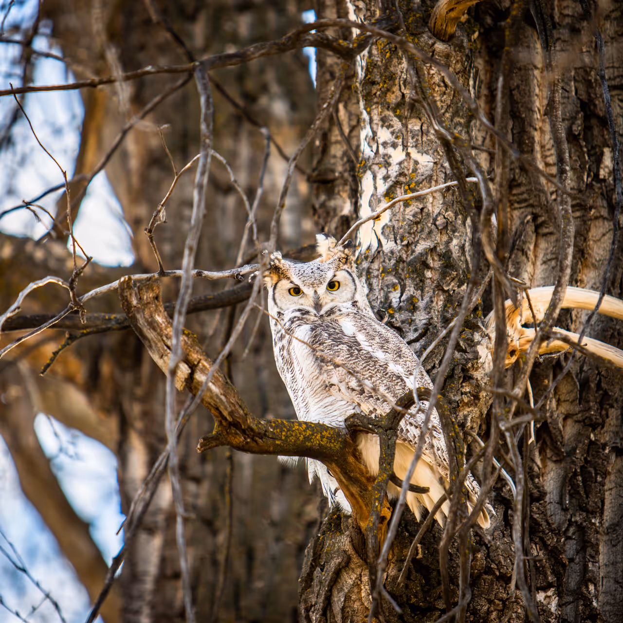 An owl in fish Creek Provincial Park: Shaws Meadow, Calgary, Canada