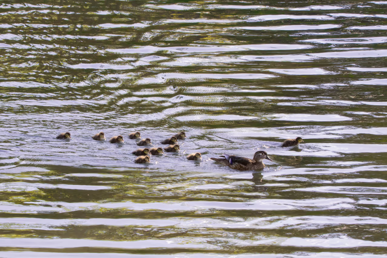 Inglewood bird sanctuary in Calgary