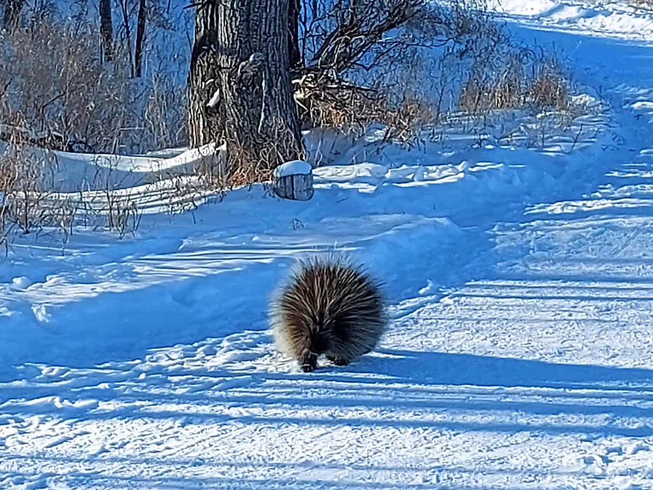 Winter highlight in Calgary