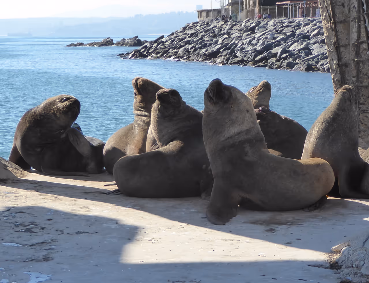 Sea lions in Valparaiso
