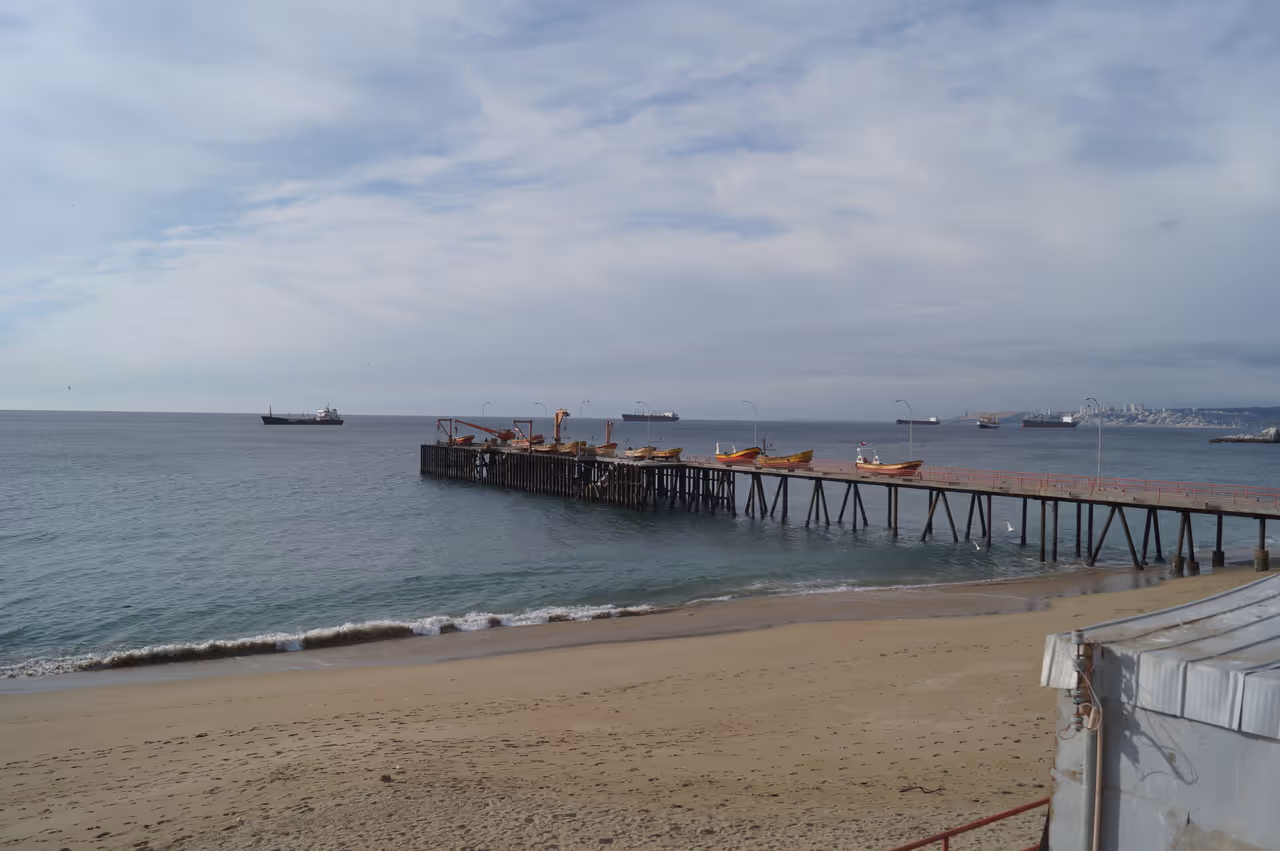 Sea lion spotting at portales cove free activity in Valparaíso