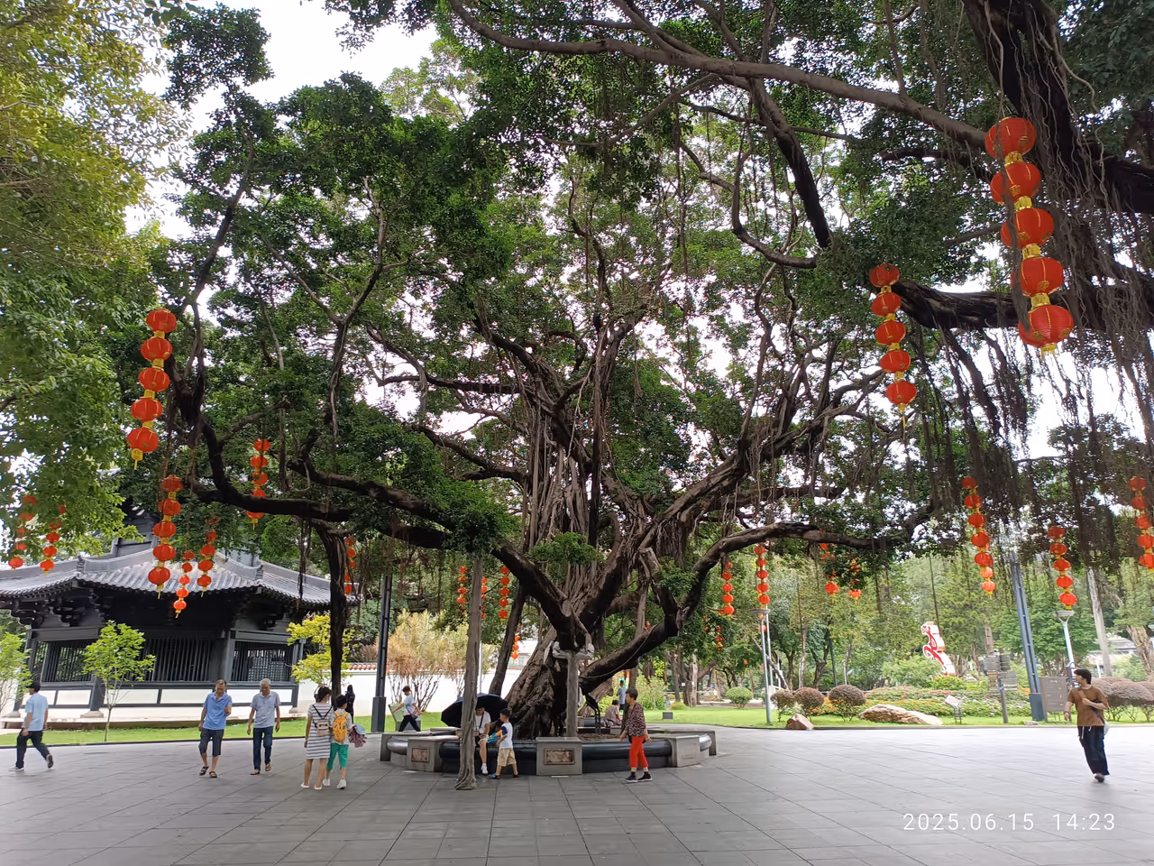 Tree in guangzhou