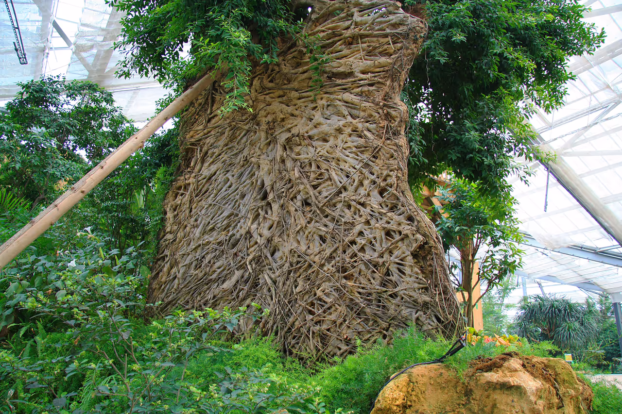 Nature in guangzhou