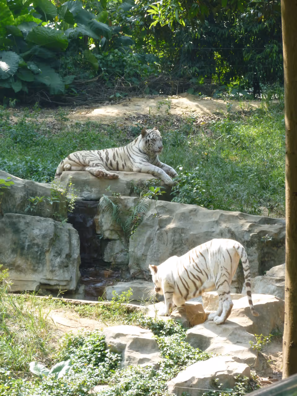 White tiger in Xiangjiang Safari Park, Guangzhou