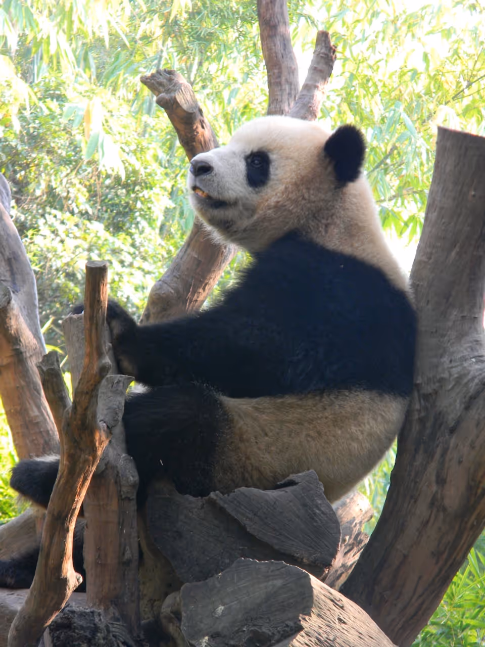 Panda in Xiangjiang Safari Park, Guangzhou