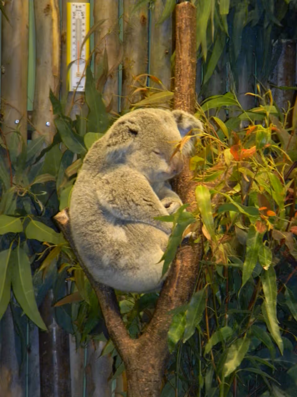 Koala in Xiangjiang Safari Park, Guangzhou