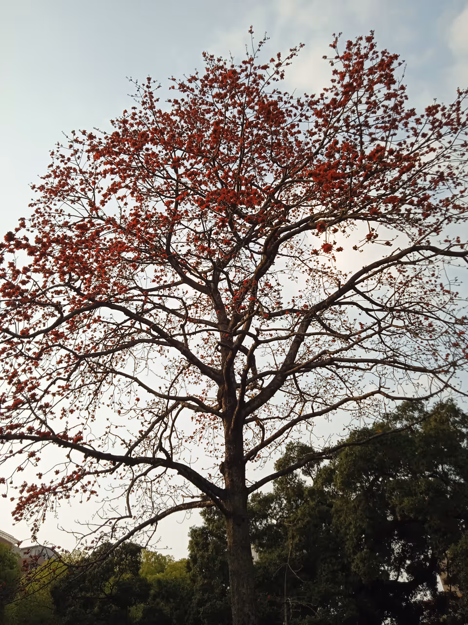 Spring highlight in Guangzhou